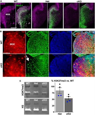 Loss of Ezh2 in the medial ganglionic eminence alters interneuron fate, cell morphology and gene expression profiles